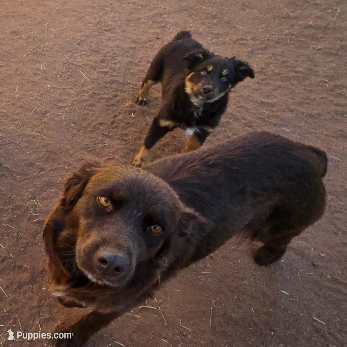 Snuggles, a female Australian Shepherd for sale in Snowflake, AZ – Photo 2 of 4