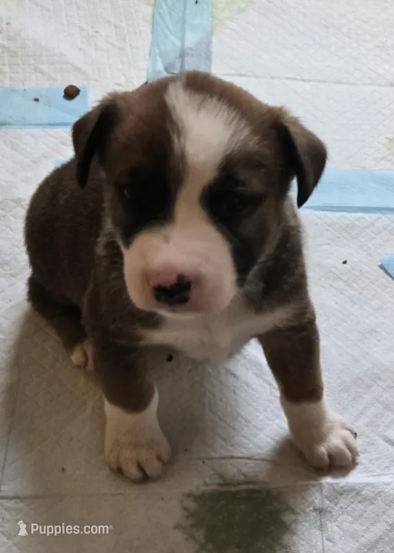 Brandy  – Australian Shepherd, Belgian Malinois puppy for sale in Snowflake, AZ