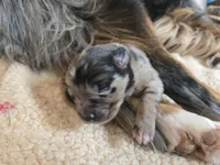 Camo, a male Australian Shepherd and Belgian Malinois for sale in Snowflake, AZ – 4 of 6