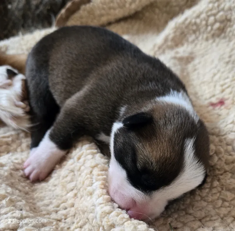 Brandy  – Australian Shepherd, Belgian Malinois puppy for sale in Snowflake, AZ