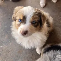 Jimmy, a male Australian Shepherd for sale in Snowflake, AZ – 1 of 9