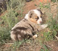 Jimmy, a male Australian Shepherd for sale in Snowflake, AZ – 8 of 9