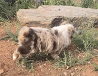 Jimmy, a male Australian Shepherd for sale in Snowflake, AZ – 5 of 9