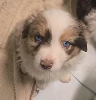 Jimmy, a male Australian Shepherd for sale in Snowflake, AZ – 2 of 9