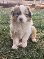 Jimmy, a male Australian Shepherd for sale in Snowflake, AZ – 7 of 9