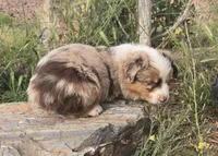 Jimmy, a male Australian Shepherd for sale in Snowflake, AZ – 3 of 9