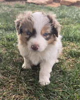 Jimmy, a male Australian Shepherd for sale in Snowflake, AZ – 6 of 9
