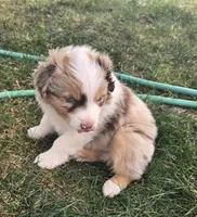 Jimmy, a male Australian Shepherd for sale in Snowflake, AZ – 9 of 9