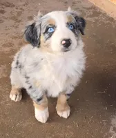 Buster, a male Australian Shepherd for sale in Snowflake, AZ – Photo 3 of 10