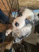 Buster, a male Australian Shepherd for sale in Snowflake, AZ – Photo 10 of 10