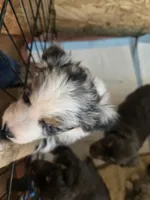 Buster, a male Australian Shepherd for sale in Snowflake, AZ – Photo 9 of 10