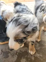 Buster, a male Australian Shepherd for sale in Snowflake, AZ – Photo 8 of 10