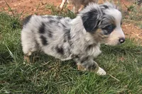 Buster, a male Australian Shepherd for sale in Snowflake, AZ – Photo 7 of 10
