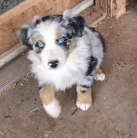 Buster, a male Australian Shepherd for sale in Snowflake, AZ – Photo 4 of 10