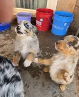 Buster, a male Australian Shepherd for sale in Snowflake, AZ – Photo 6 of 10