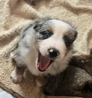Buster, a male Australian Shepherd for sale in Snowflake, AZ – Photo 5 of 10