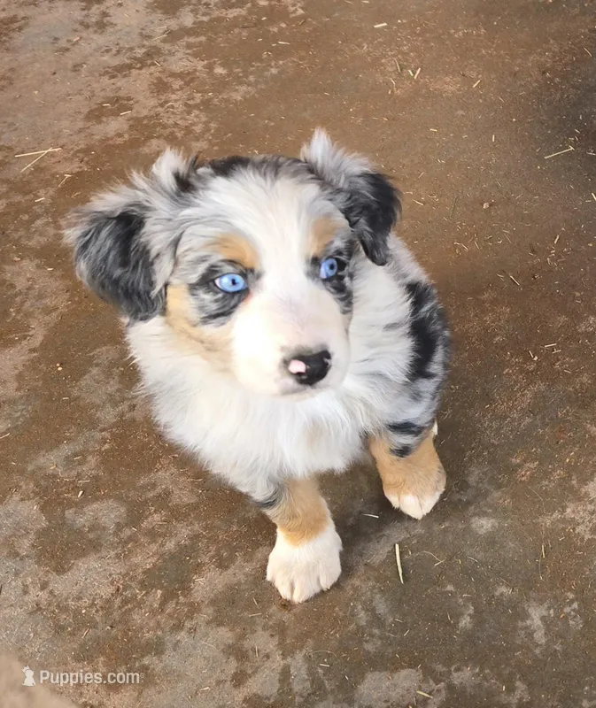 Buster – Australian Shepherd puppy for sale in Snowflake, AZ