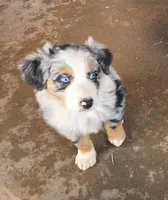 Buster, a male Australian Shepherd for sale in Snowflake, AZ – Photo 1 of 10