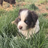 Opie, a male Australian Shepherd for sale in Snowflake, AZ – Photo 2 of 10