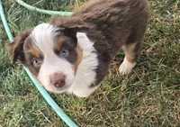 Opie, a male Australian Shepherd for sale in Snowflake, AZ – Photo 4 of 10