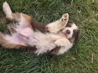 Opie, a male Australian Shepherd for sale in Snowflake, AZ – Photo 7 of 10