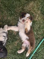 Opie, a male Australian Shepherd for sale in Snowflake, AZ – Photo 9 of 10