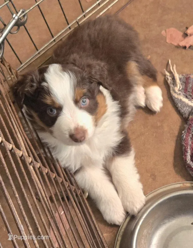 Opie – Australian Shepherd puppy for sale in Snowflake, AZ