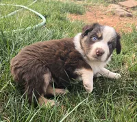 Opie, a male Australian Shepherd for sale in Snowflake, AZ – Photo 6 of 10