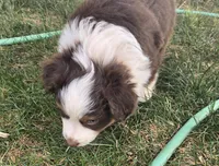 Opie, a male Australian Shepherd for sale in Snowflake, AZ – Photo 3 of 10