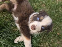 Opie, a male Australian Shepherd for sale in Snowflake, AZ – Photo 8 of 10