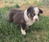 Opie, a male Australian Shepherd for sale in Snowflake, AZ – Photo 5 of 10