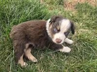 Opie, a male Australian Shepherd for sale in Snowflake, AZ – Photo 10 of 10