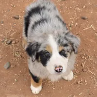 Bandito, a male Australian Shepherd for sale in Snowflake, AZ – Photo 2 of 9