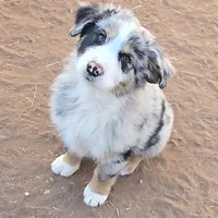 Bandito, a male Australian Shepherd for sale in Snowflake, AZ – Photo 7 of 9