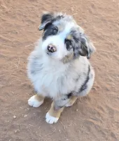 Bandito, a male Australian Shepherd for sale in Snowflake, AZ – Photo 7 of 9