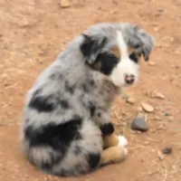 Bandito, a male Australian Shepherd for sale in Snowflake, AZ – Photo 4 of 9