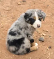 Bandito, a male Australian Shepherd for sale in Snowflake, AZ – Photo 4 of 9