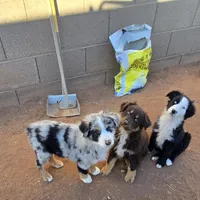 Bandito, a male Australian Shepherd for sale in Snowflake, AZ – Photo 8 of 9
