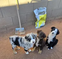 Bandito, a male Australian Shepherd for sale in Snowflake, AZ – Photo 8 of 9