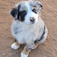 Bandito, a male Australian Shepherd for sale in Snowflake, AZ – Photo 9 of 9