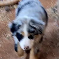 Bandito, a male Australian Shepherd for sale in Snowflake, AZ – Photo 3 of 9