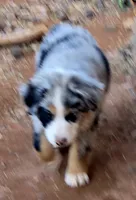 Bandito, a male Australian Shepherd for sale in Snowflake, AZ – Photo 3 of 9