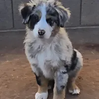 Bandito, a male Australian Shepherd for sale in Snowflake, AZ – Photo 1 of 9