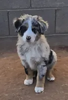 Bandito, a male Australian Shepherd for sale in Snowflake, AZ – Photo 1 of 9