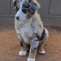 Bandito, a male Australian Shepherd for sale in Snowflake, AZ – Photo 5 of 9