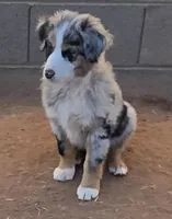 Bandito, a male Australian Shepherd for sale in Snowflake, AZ – Photo 5 of 9