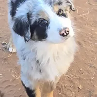 Bandito, a male Australian Shepherd for sale in Snowflake, AZ – Photo 6 of 9