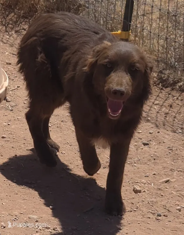 Red Bull – Australian Shepherd puppy for sale in Snowflake, AZ