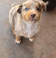 Yiddle, a male Australian Shepherd for sale in Snowflake, AZ – Photo 4 of 10