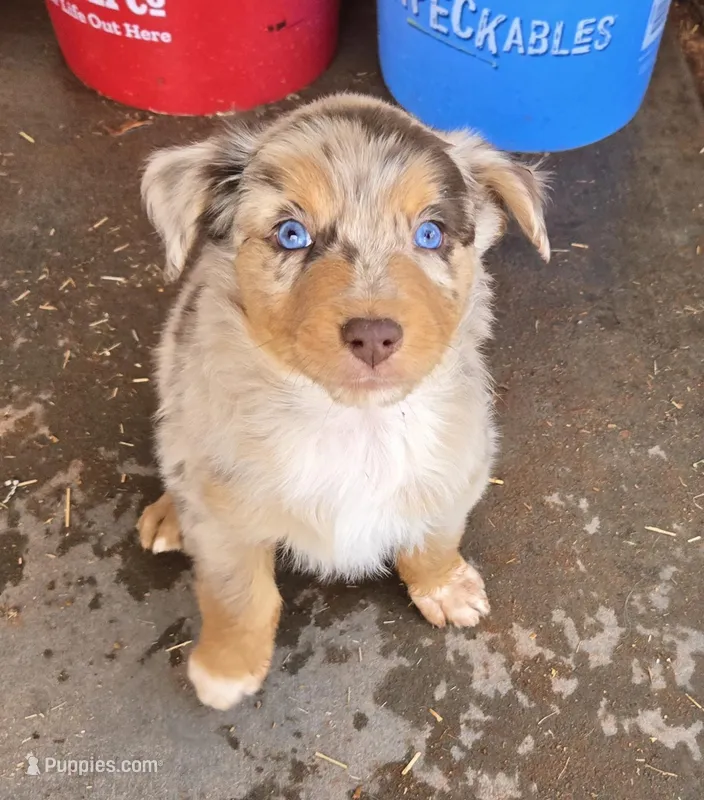 Yiddle – Australian Shepherd puppy for sale in Snowflake, AZ